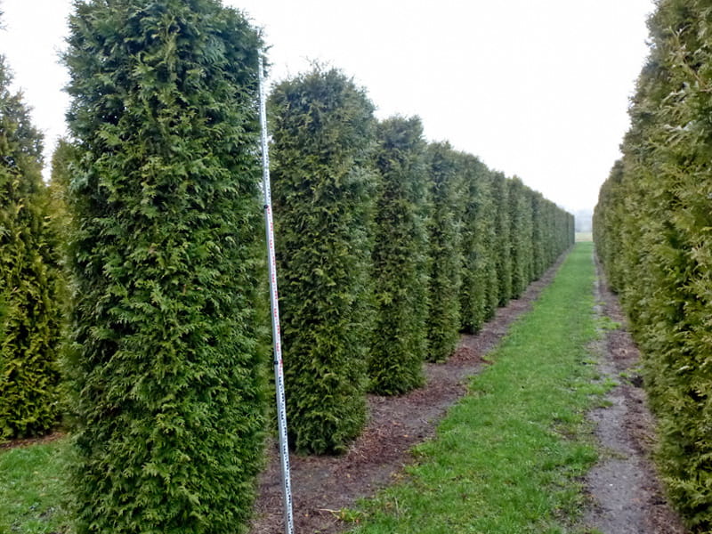 Lebensbaum 'Brabant' • Thuja occidentalis 'Brabant' Containerware 100-125 cm hoch, Solitärpflanze Ansicht 2