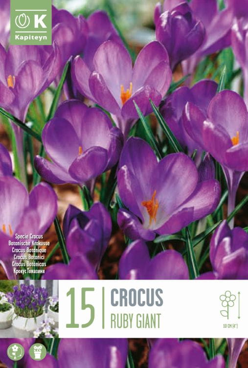 Blumenzwiebel - Crocus tommasinianus 'Ruby Giant' 15er Packung