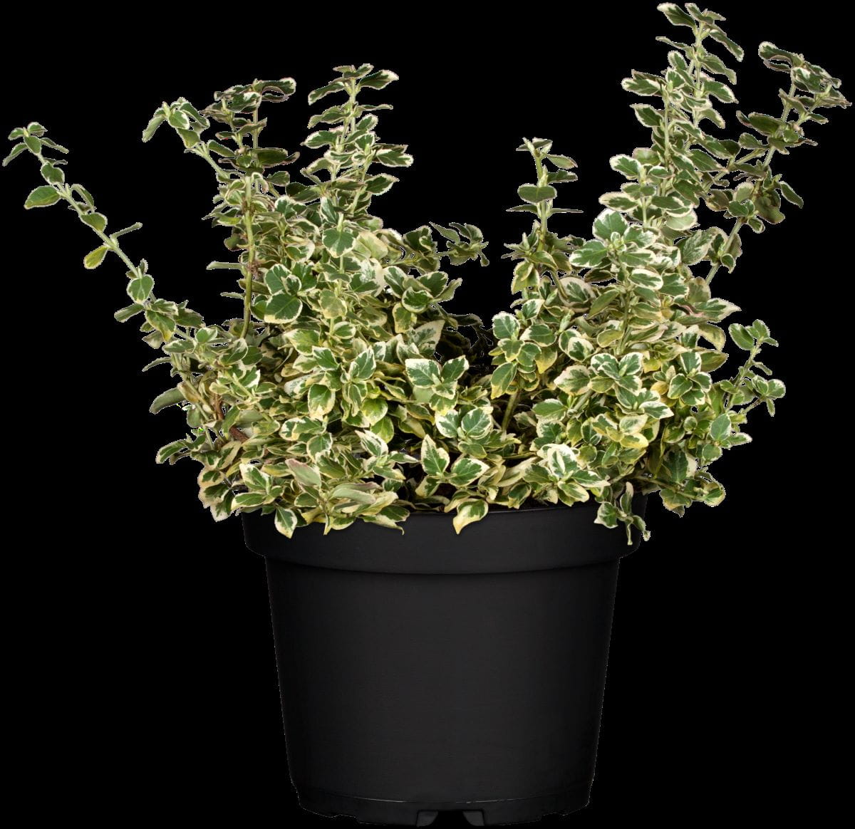 Weißbunte Kriechspindel 'Emerald Gaiety' • Euonymus fortunei 'Emerald Gaiety' Containerware 20-30 cm hoch, Ansicht 2