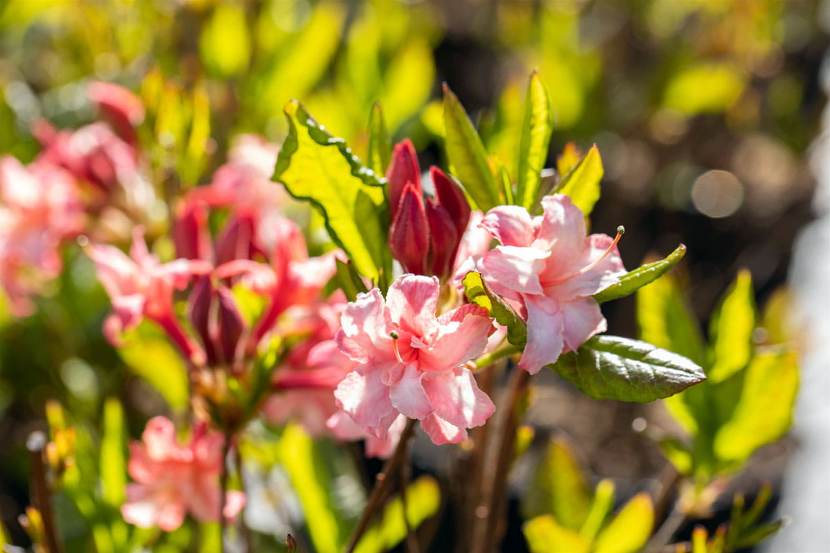 Sommergrüne Azalee 'Corneille' • Rhododendron luteum 'Corneille' Ansicht 1
