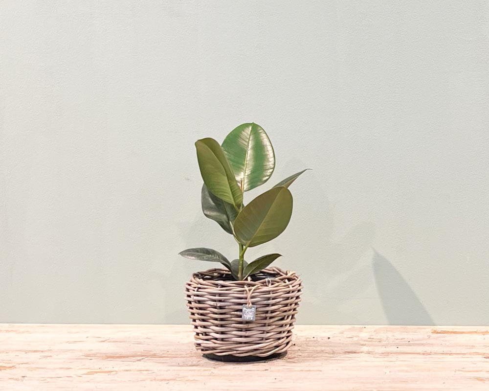 Gummibaum • Ficus Elastica Robusta Topfware Topfdurchmesser 17 cm, 55 cm hoch Ansicht 3