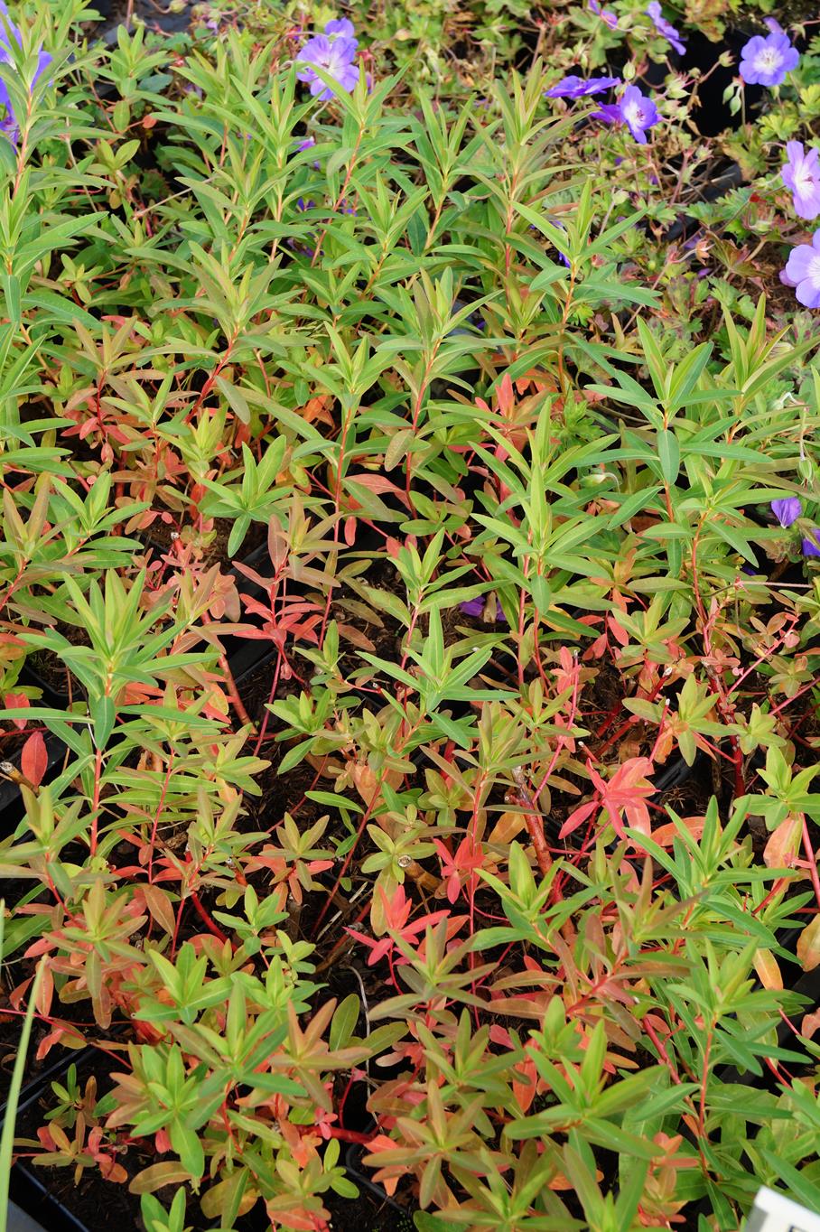 Sumpf-Wolfsmilch • Euphorbia palustris Ansicht 3