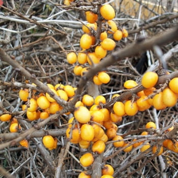 Sanddorn 'Friesdorfer Orange' • Hippophae rhamnoides 'Friesdorfer Orange'