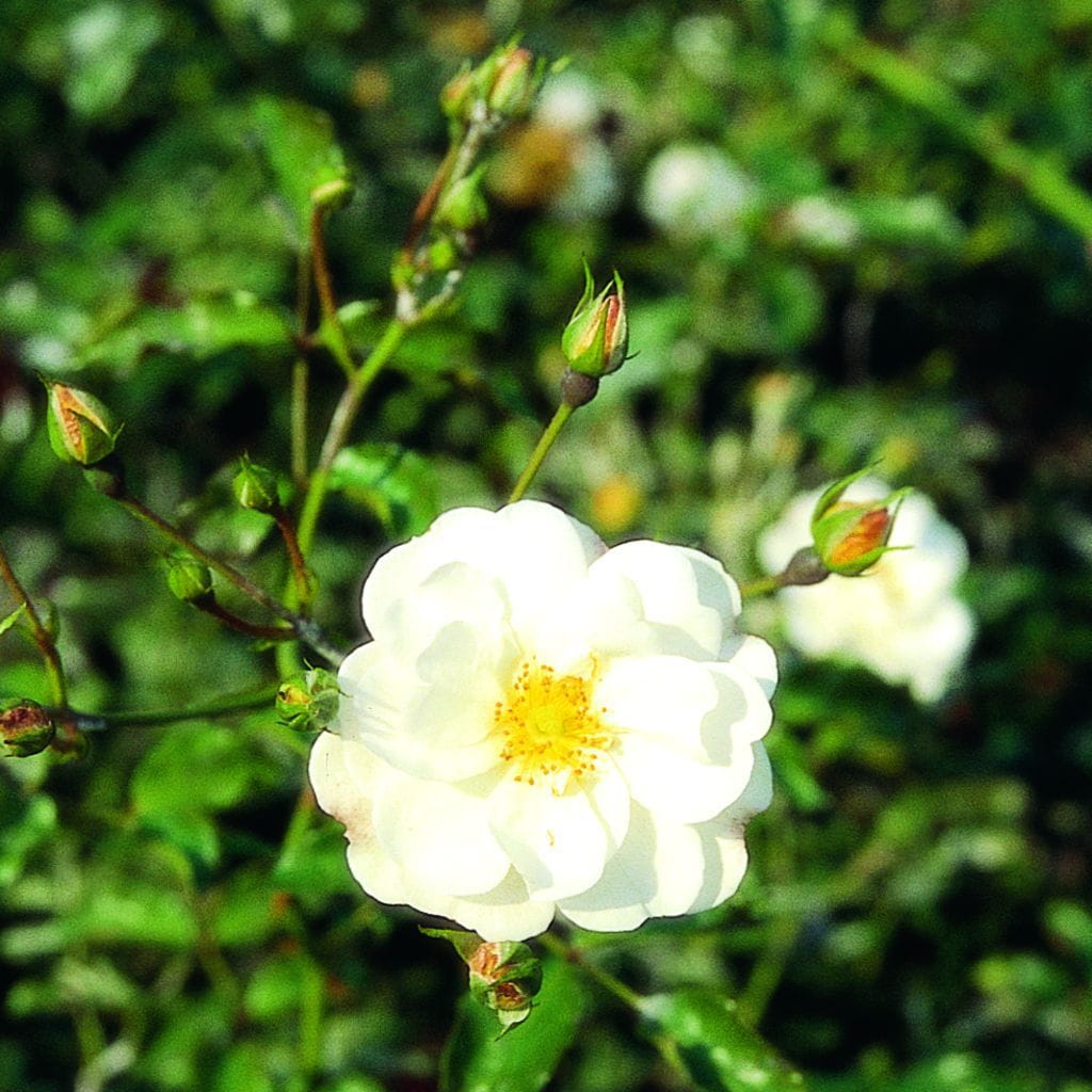 Bodendeckerrose 'Schneeflocke'® • Rosa 'Schneeflocke'® Ansicht 4