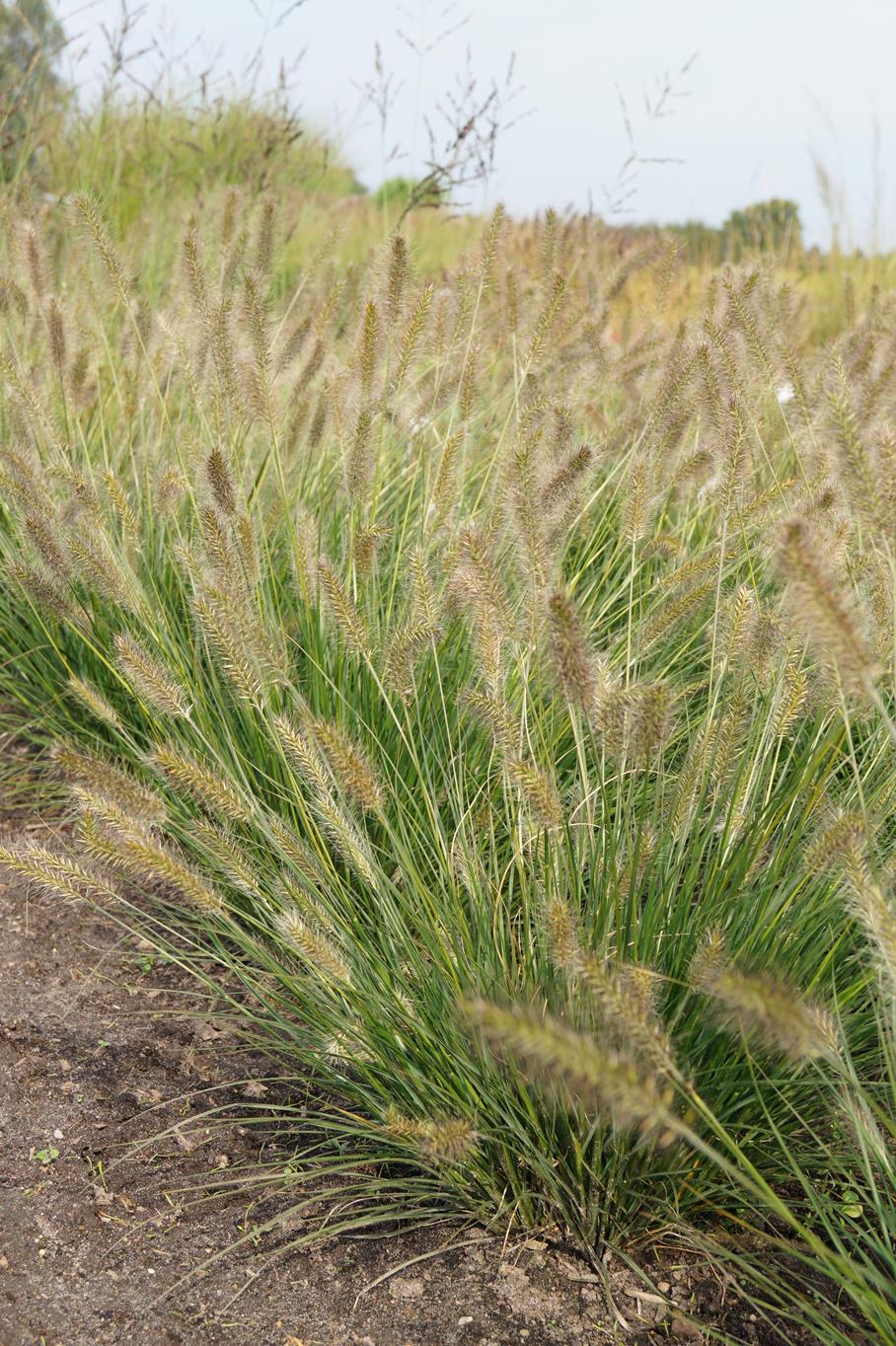 Niedriges Lampenputzergras 'Hameln' • Pennisetum alopecuroides 'Hameln' Ansicht 1