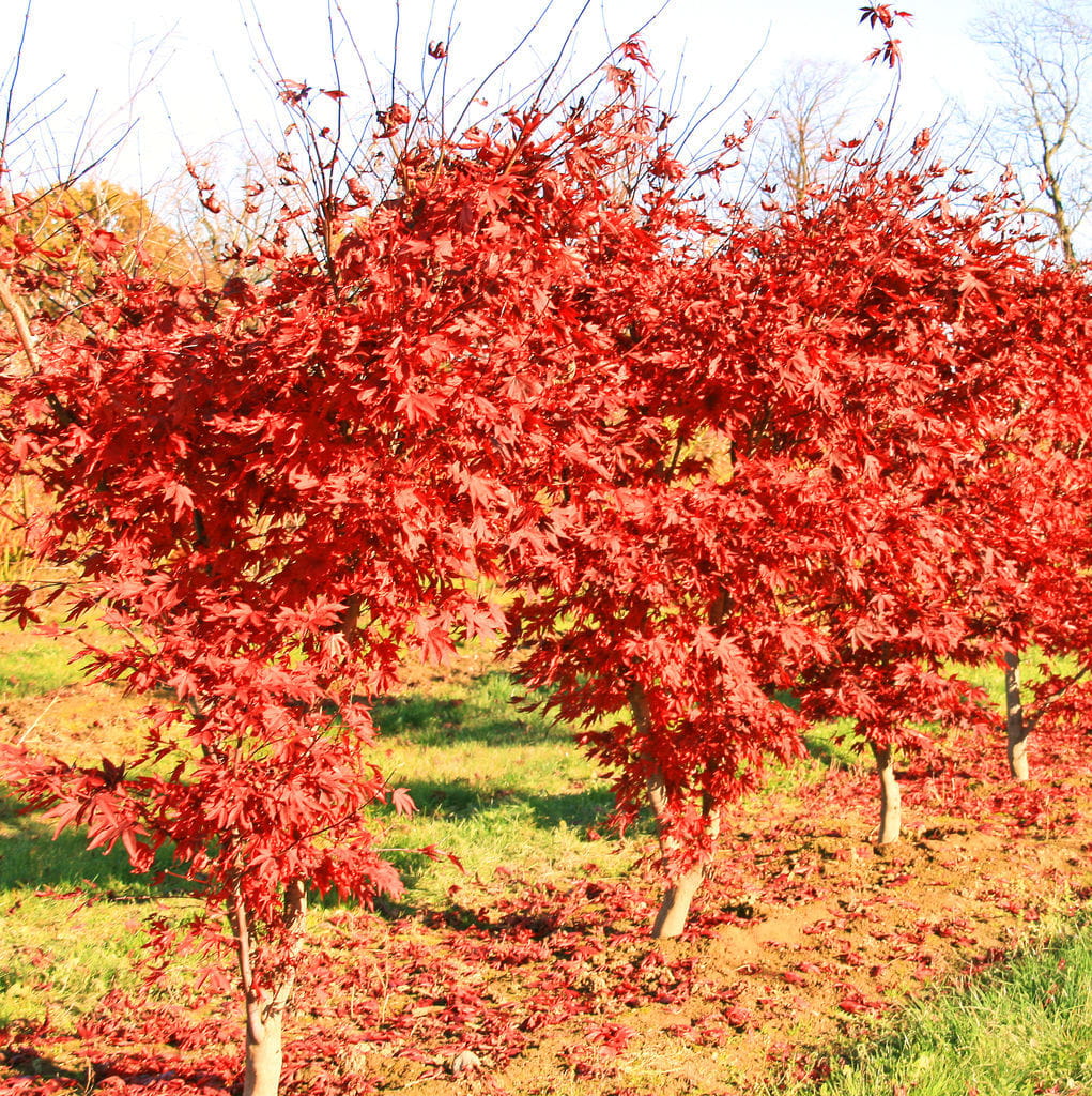 Fächerahorn 'Fireglow' • Acer palmatum 'Fireglow' Ansicht 3