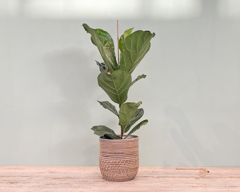 Geigenfeige • Ficus lyrata Topfdurchmesser 21 cm, 90 cm hoch Topfware Ansicht 4
