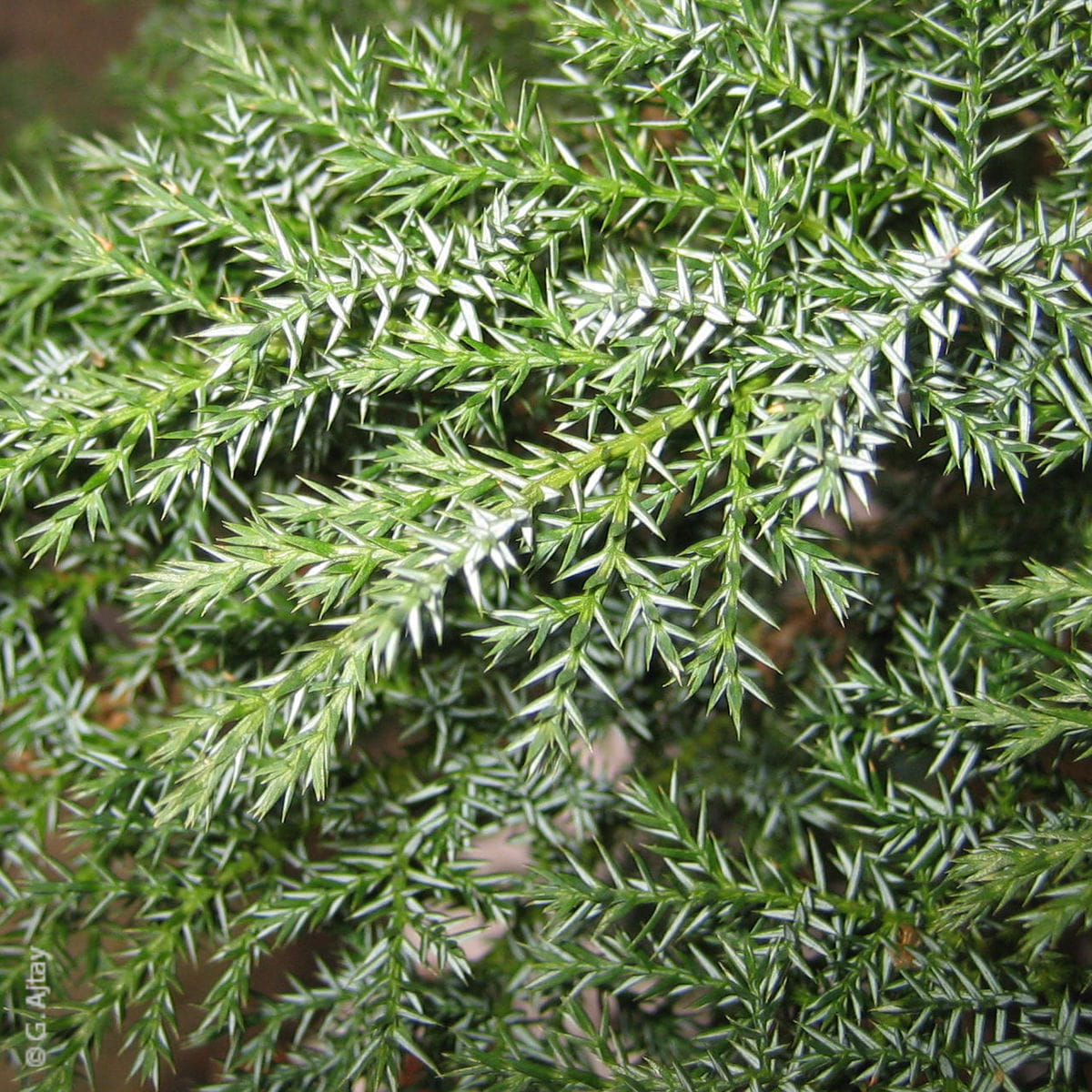 Tamarisken-Wacholder • Juniperus sabina 'Tamariscifolia' Ansicht 2