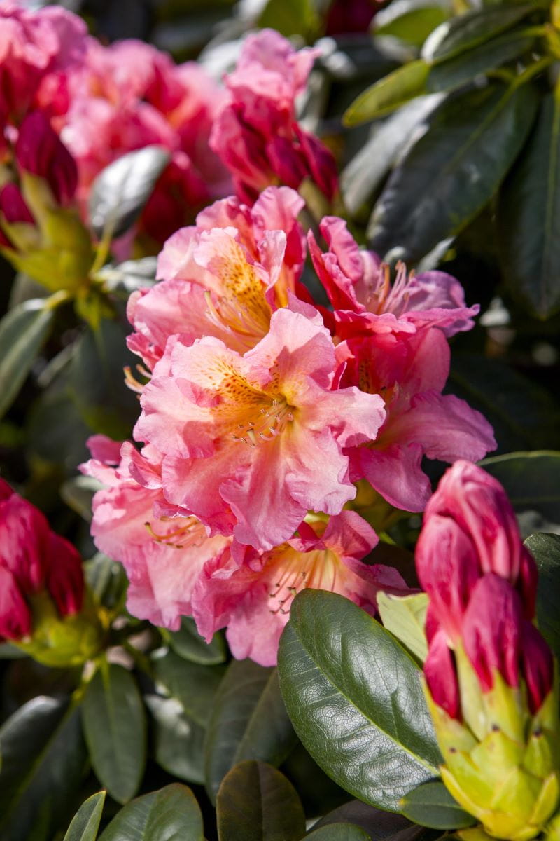 Rhododendron 'Sun Fire' • Rhododendron hybride 'Sun Fire' Ansicht 1