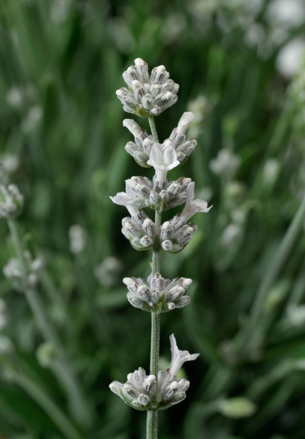 Lavendel 'Aromatico Silver' • Lavandula angustifolia 'Aromatico Silver'