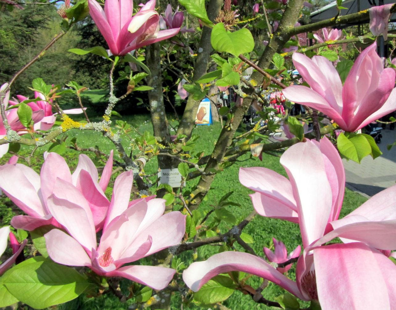 Magnolie 'Galaxy' • Magnolia soulangiana 'Galaxy' Ansicht 2