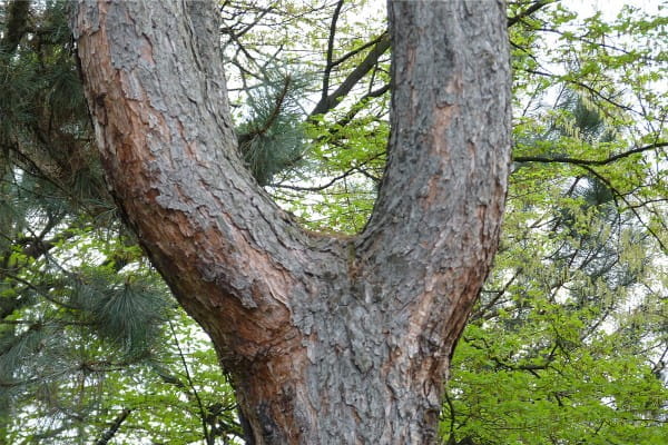 Zwiesel (Botanik) – Gabelung beim Baum