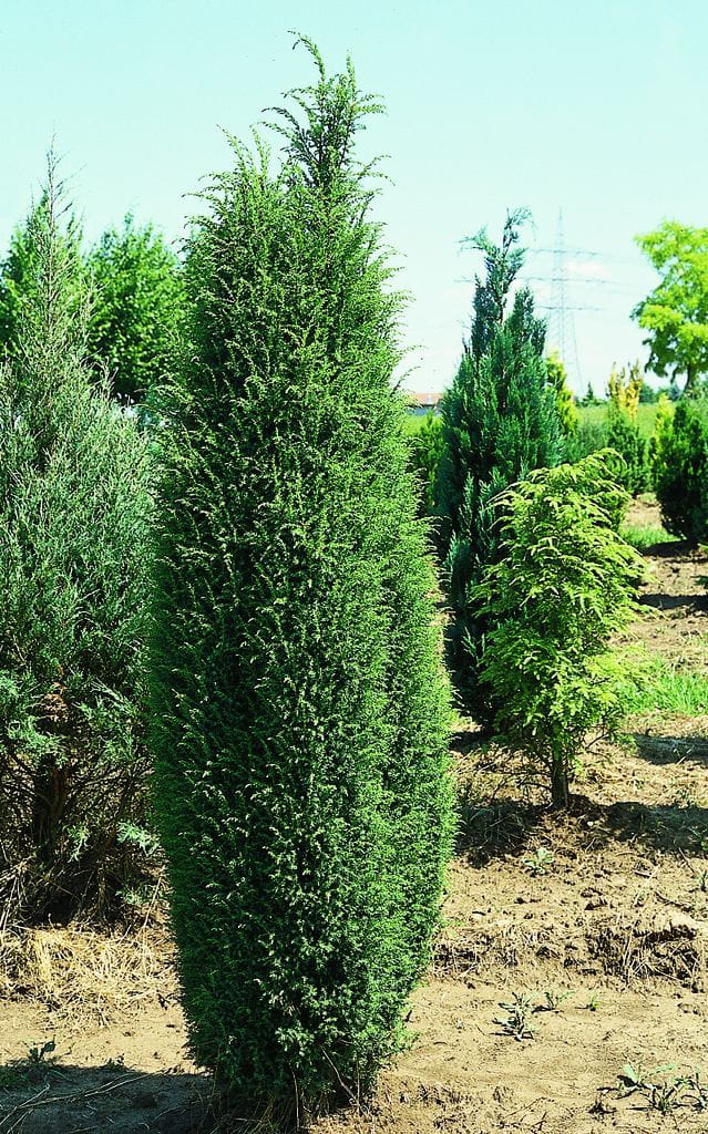 Schwedischer Säulenwacholder 'Suecica' • Juniperus communis 'Suecica' Ansicht 2