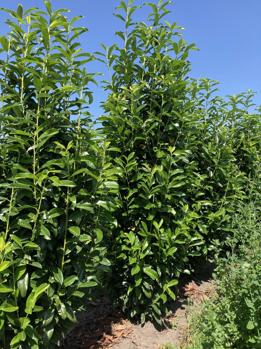 Kirschlorbeer 'Diana' • Prunus laurocerasus 'Diana' Ansicht 3