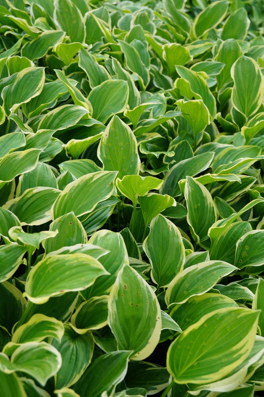 Garten-Lilien-Funkie So Sweet • Hosta plantaginea So Sweet Ansicht 6