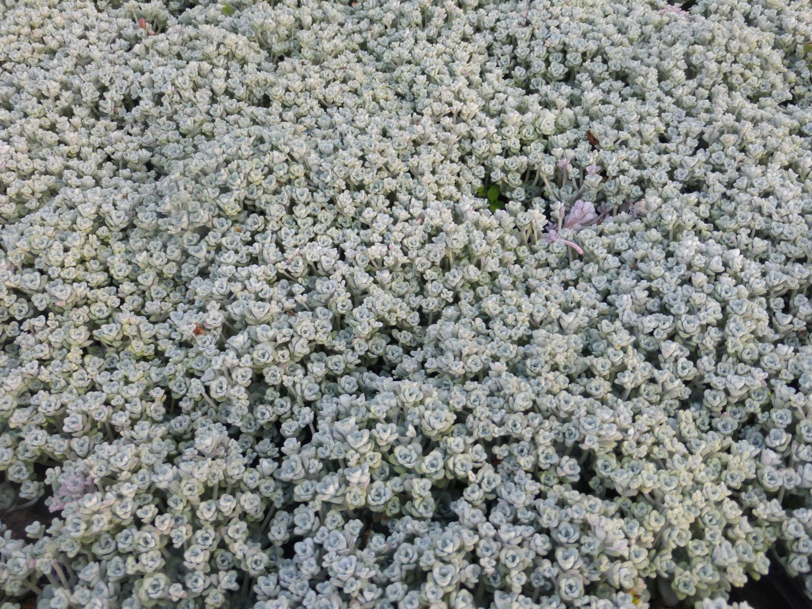 Fettblatt 'Cape Blanco' • Sedum spathulifolium 'Cape Blanco'