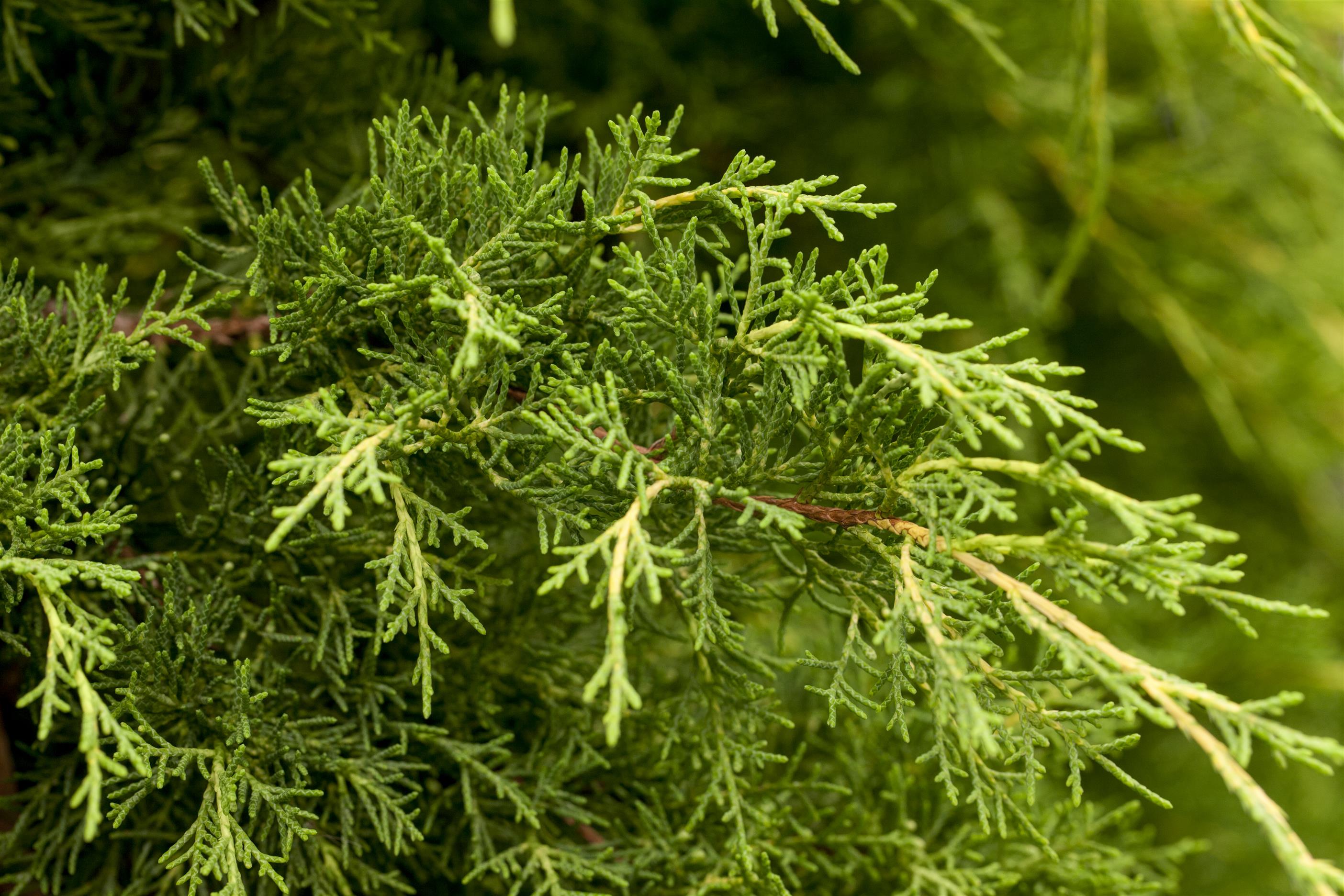 Pfitzerwacholder • Juniperus media 'Pfitzeriana' Ansicht 1