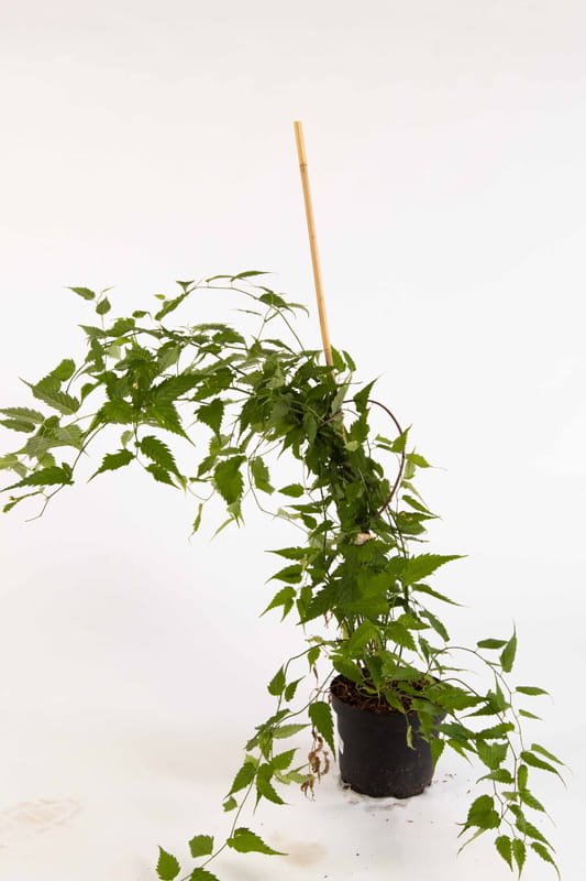 Gefüllter Ranunkelstrauch • Kerria japonica 'Pleniflora' Containerware 60-80 cm hoch, Ansicht 1
