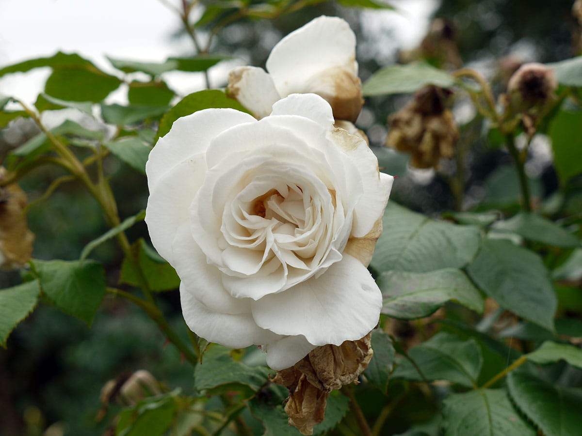 Edelrose 'Annapurna' • Rosa 'Annapurna' Ansicht 6