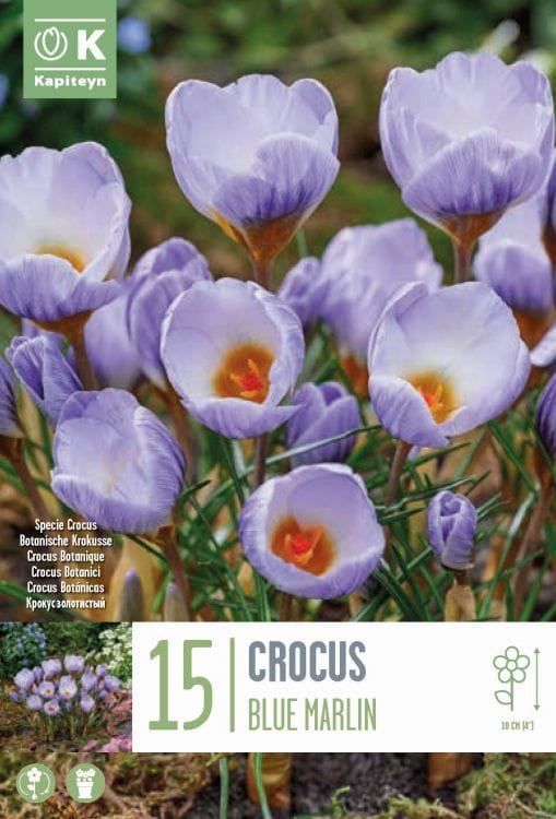 Blumenzwiebel -  Crocus chrysanthus 'Blue Marlin' 15er Packung 