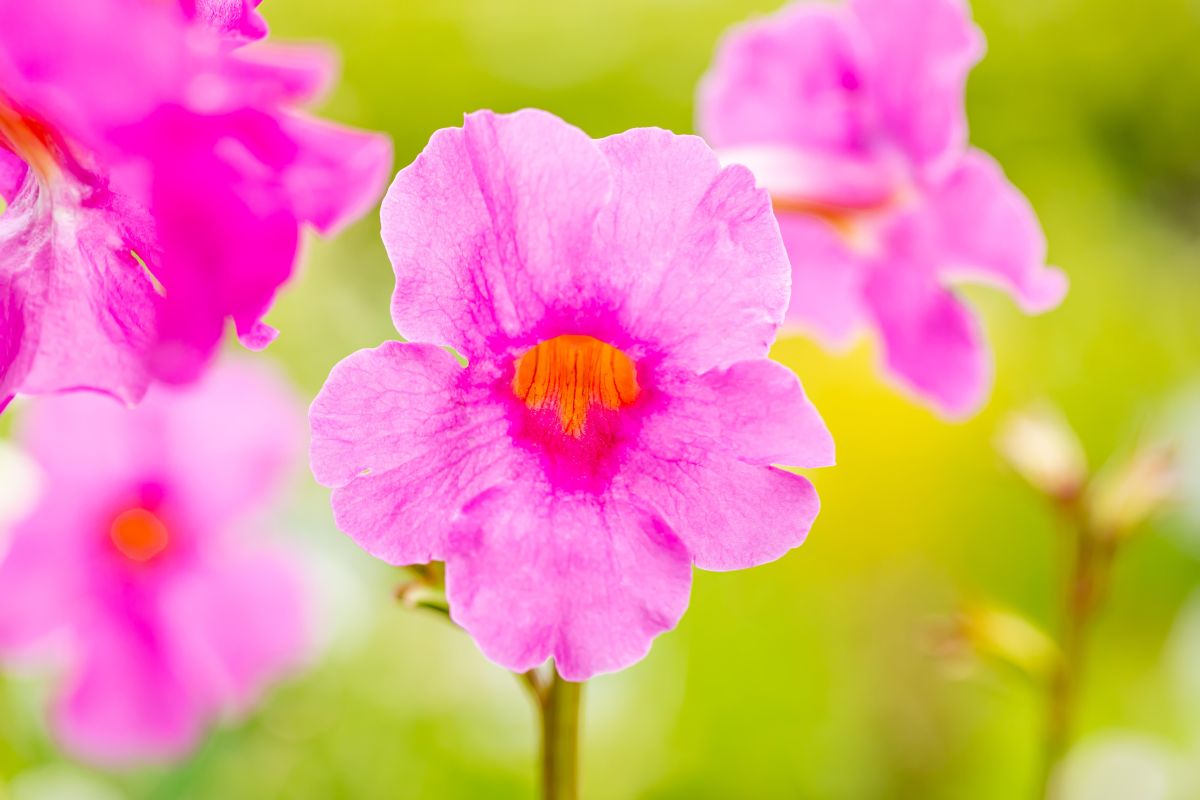 Yunnan-Freilandgloxinie • Incarvillea delavayi Ansicht 4