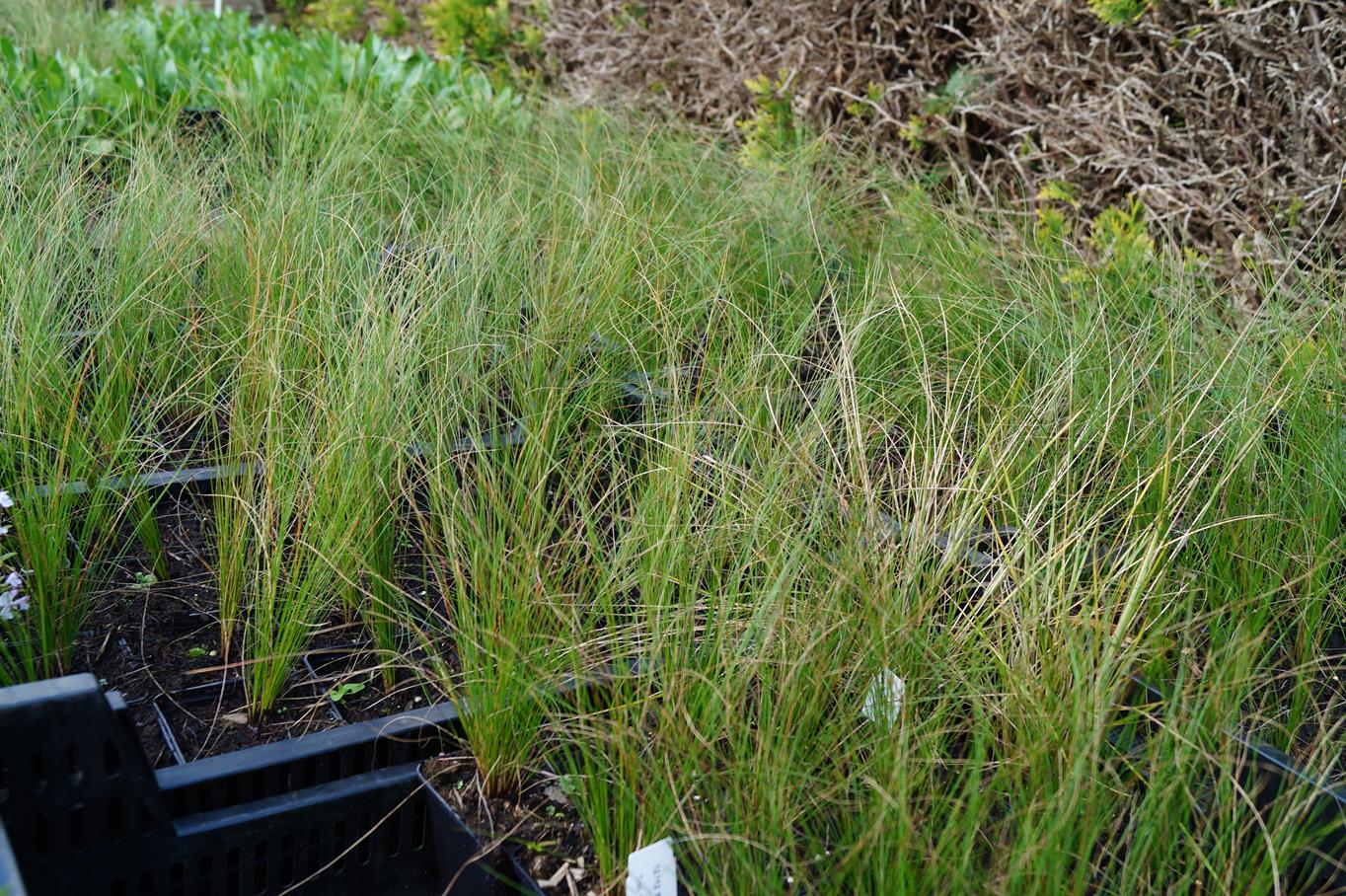 Flausch-Federgras • Stipa pennata Ansicht 3