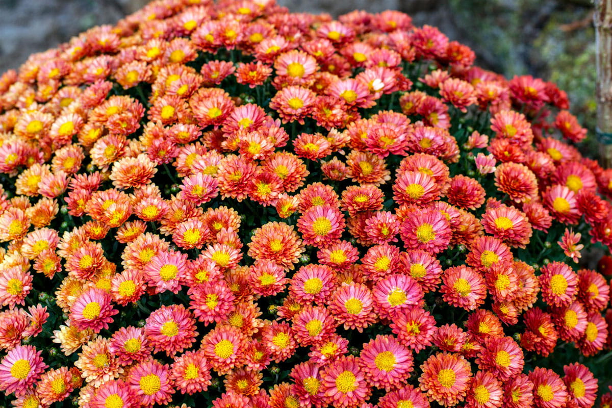 Margerite 'Robinsons Rot' • Tanacetum coccineum 'Robinsons Rot' Ansicht 1