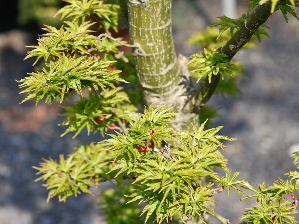 Fächerahorn 'Shishigashira' • Acer palmatum 'Shishigashira' Ansicht 3
