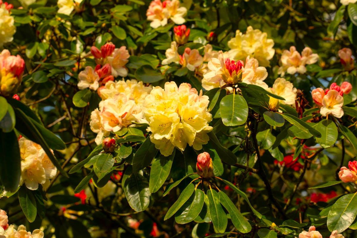 Rhododendron 'Golden Everest' • Rhododendron Hybride 'Golden Everest' Ansicht 2