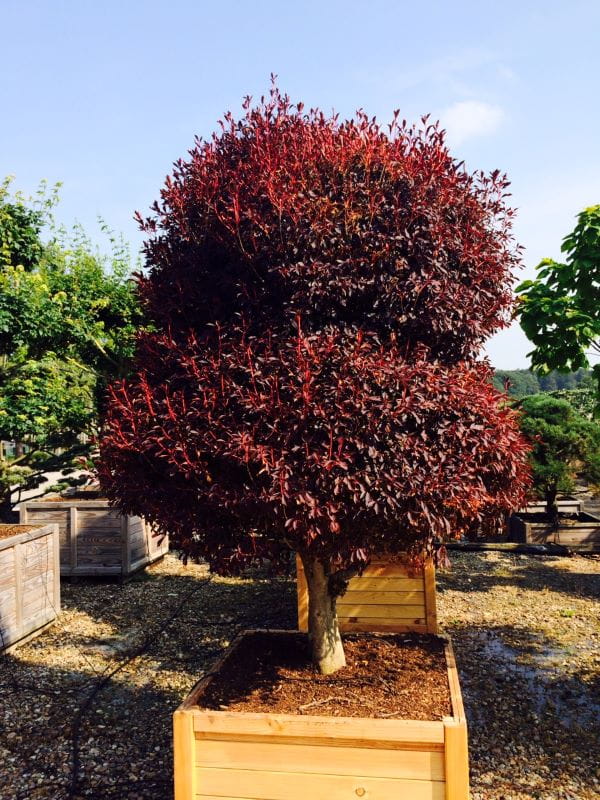 Prachtglocke • Enkianthus campanulatus Ansicht 11