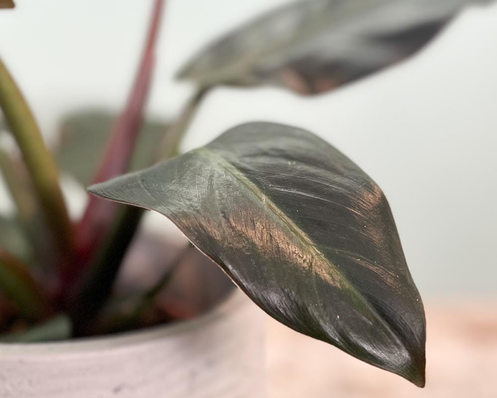 Baumfreund 'Imperial Red' • Philodendron 'Imperial Red' Topfdurchmesser 14 cm, 40 cm hoch Topfware Ansicht 2