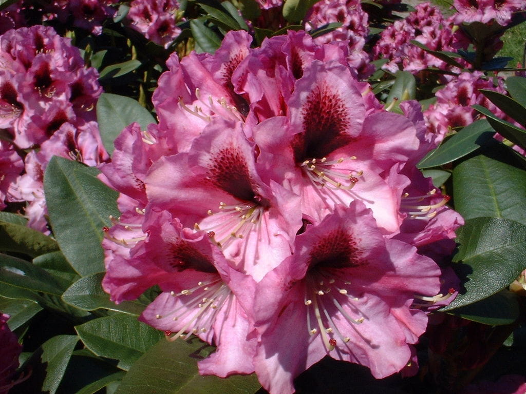 Rhododendron 'Alexis' • Rhododendron Hybr. 'Alexis' Ansicht 1