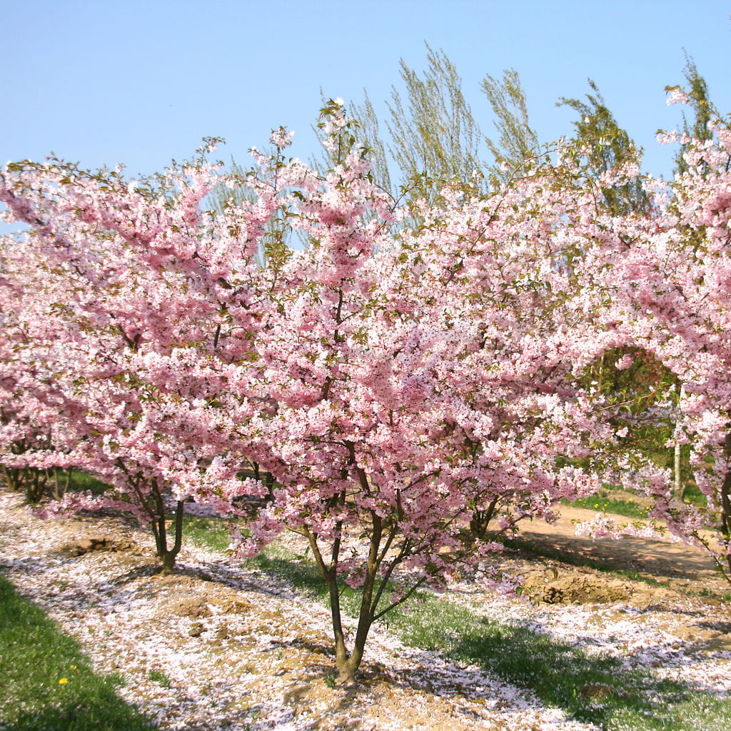 Frühe Zierkirsche 'Accolade' • Prunus subhirtella 'Accolade' Ansicht 4