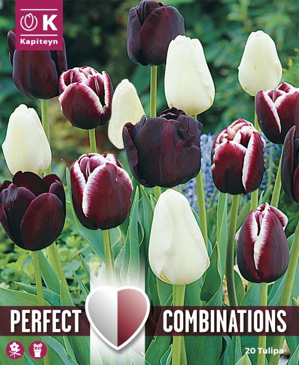 Blumenzwiebel Mix - Lovely / Perfect Combinations Tulpen 'Black Blend'