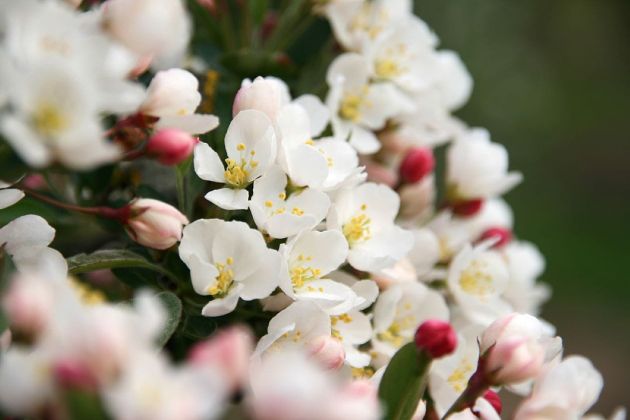  Zierapfel 'Tina' • Malus-Hybride 'Tina'