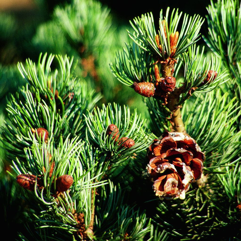Blaue Mädchenkiefer 'Negishi' • Pinus parviflora 'Negishi' Ansicht 2