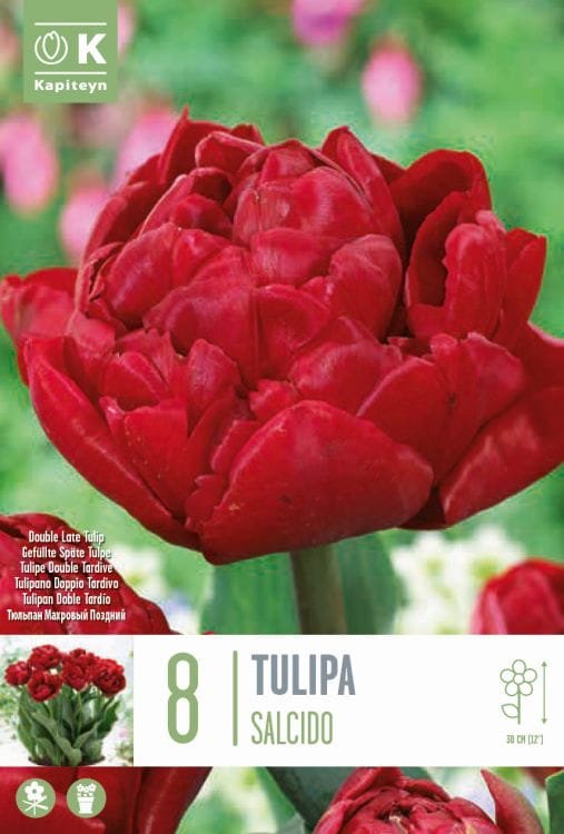 Blumenzwiebel - Tulipa 'Salcido' 8er Packung 