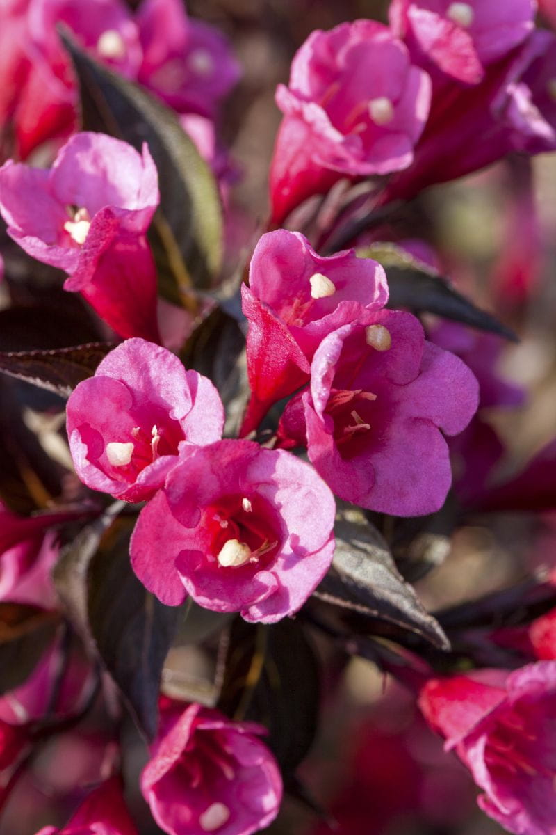 Weigelie 'Victoria' • Weigela florida 'Victoria' Ansicht 6
