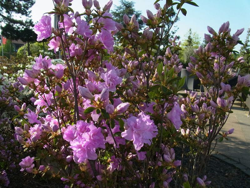 Rhododendron 'Elsie Lee' • Rhododendron obtusum 'Elsie Lee' Ansicht 2