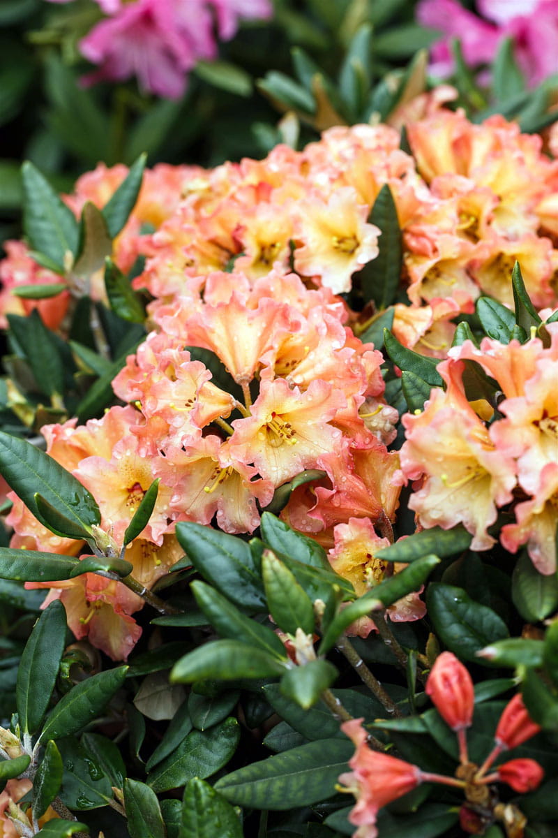 Rhododendron 'Lullaby' • Rhododendron yakushimanum 'Lullaby' Ansicht 1