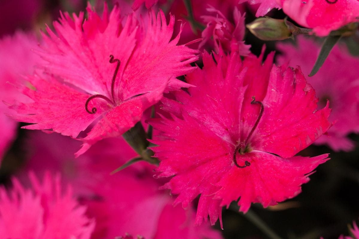 Pfingst-Nelke 'Rubin' • Dianthus gratianopolitanus 'Rubin' Ansicht 3