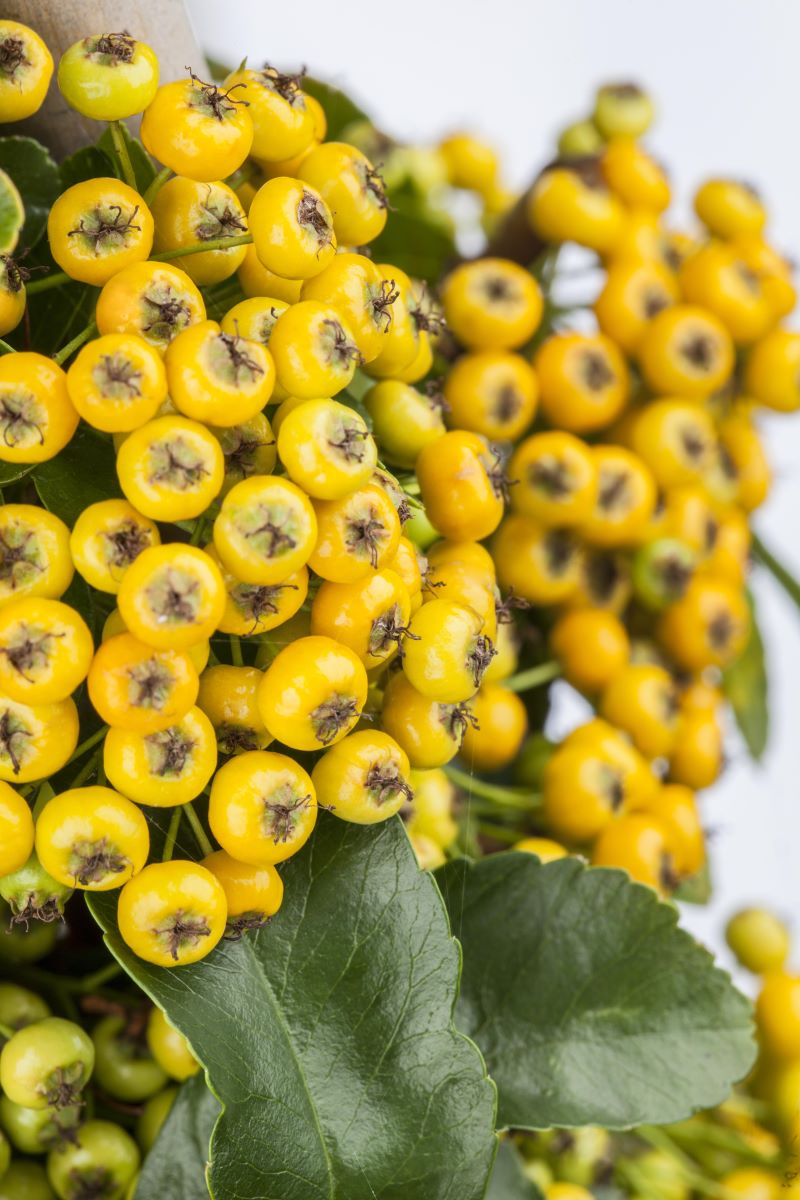 Feuerdorn 'Soleil d´Or' • Pyracantha coccinea 'Soleil d´Or' Ansicht 5