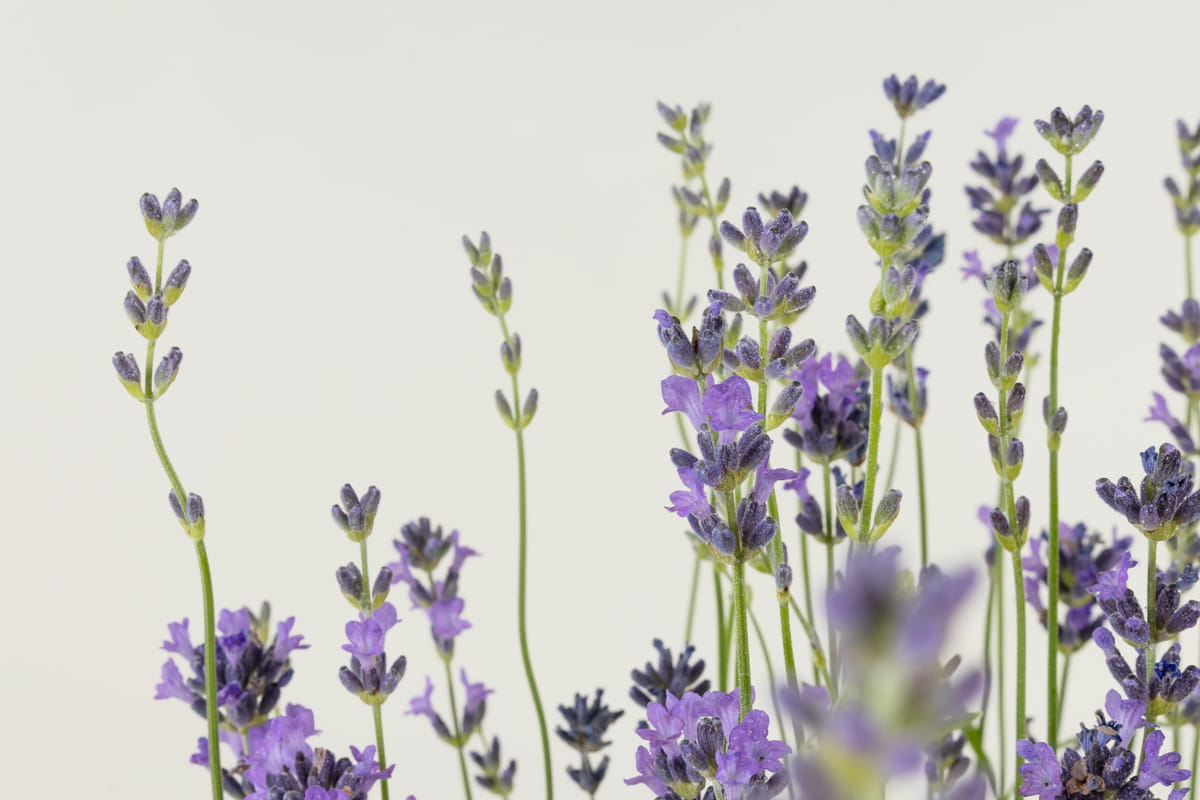 Lavendel 'Munstead' • Lavandula angustifolia 'Munstead' Ansicht 2
