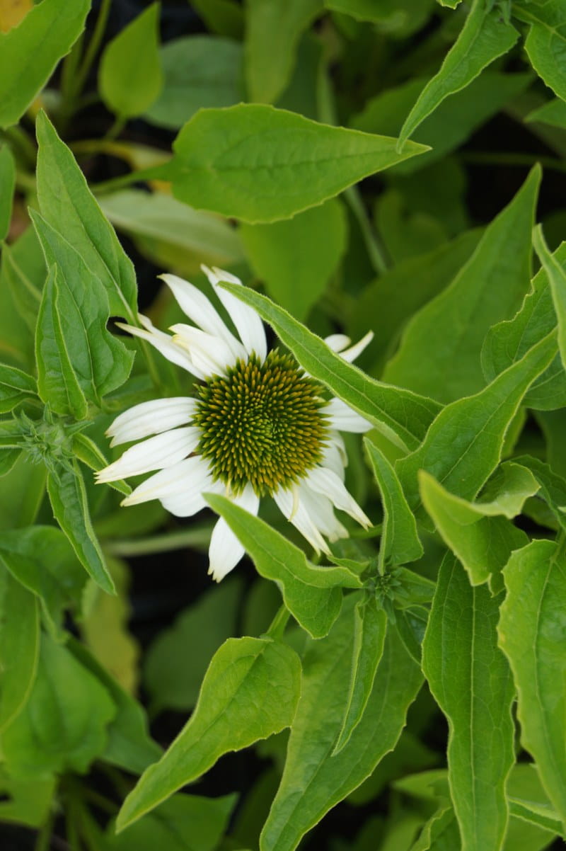 Garten-Scheinsonnenhut • Echinacea purpurea Alba Ansicht 4 Garten-Scheinsonnenhut • Echinacea purpurea Alba Ansicht 4