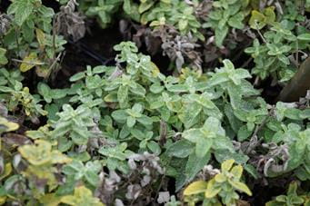 Blaue Katzenminze Alba • Nepeta x faassenii Alba Ansicht 1 Blaue Katzenminze Alba • Nepeta x faassenii Alba Ansicht 1