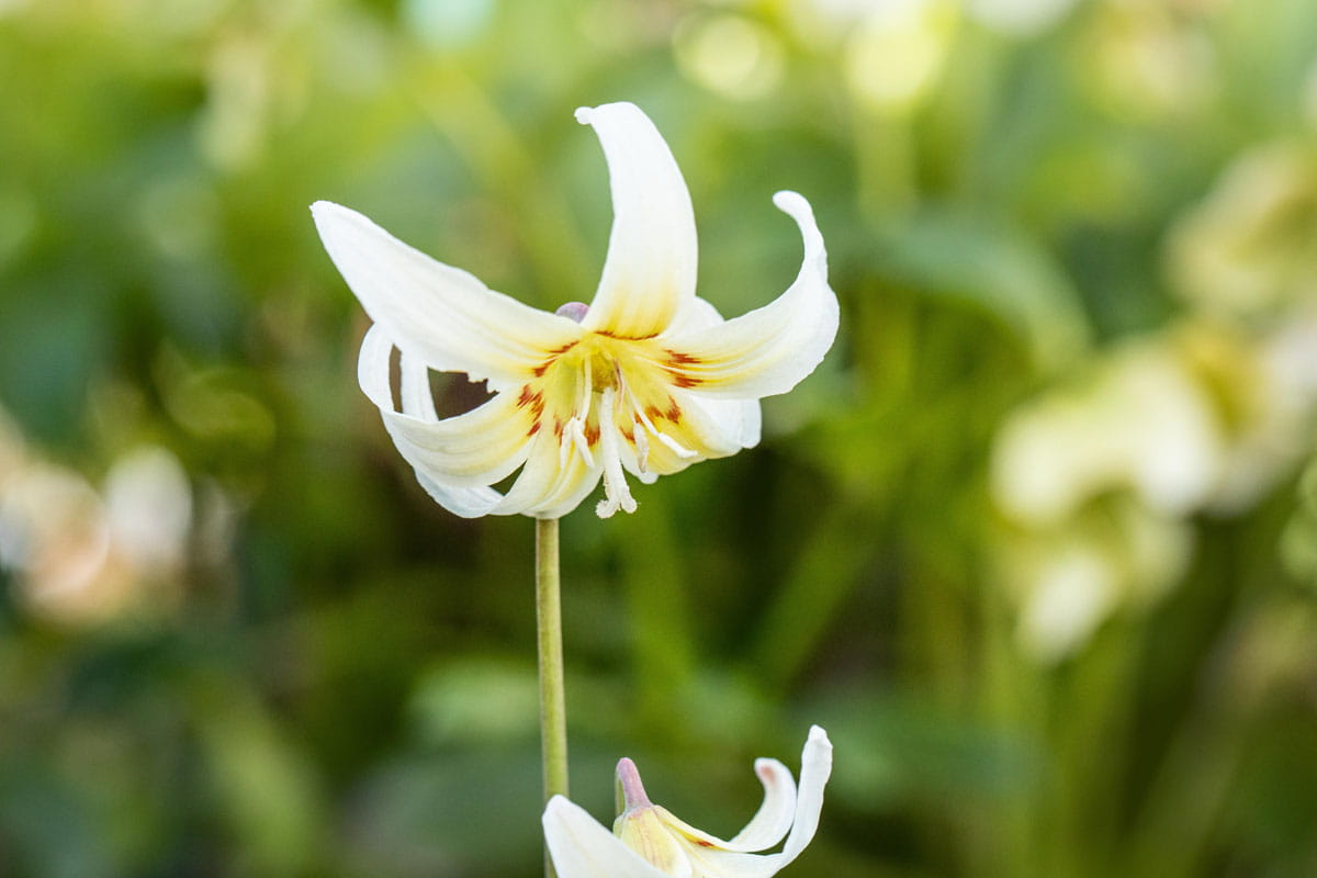 Blumenzwiebel - Erythronium x tuolumnense 'White Beauty' 1er Packung 