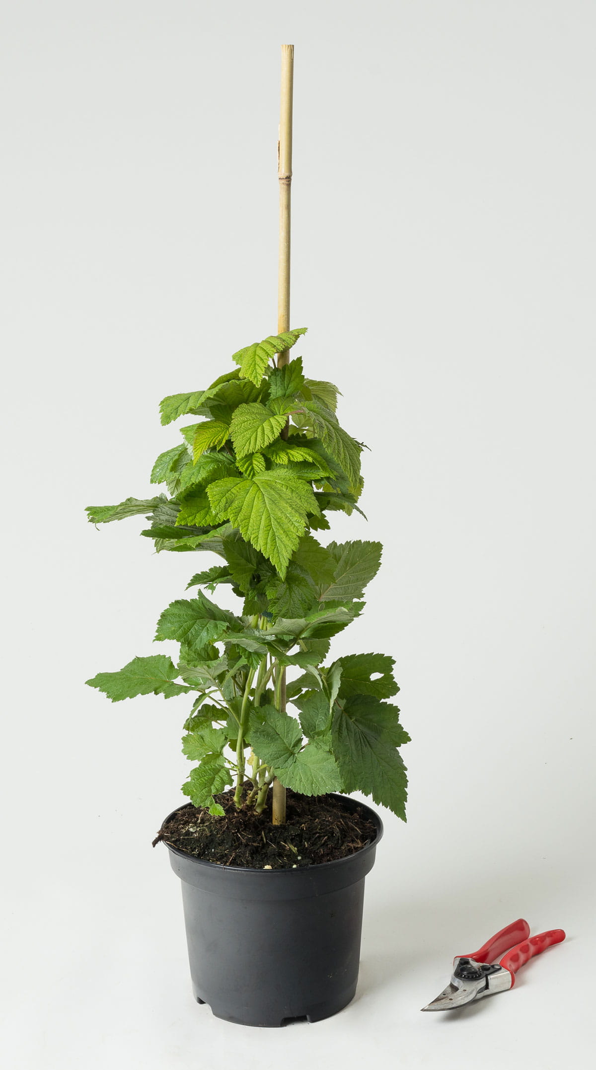 Himbeere 'Glen Ample' • Rubus idaeus 'Glen Ample' Containerware 40-60 cm hoch, Ansicht 1