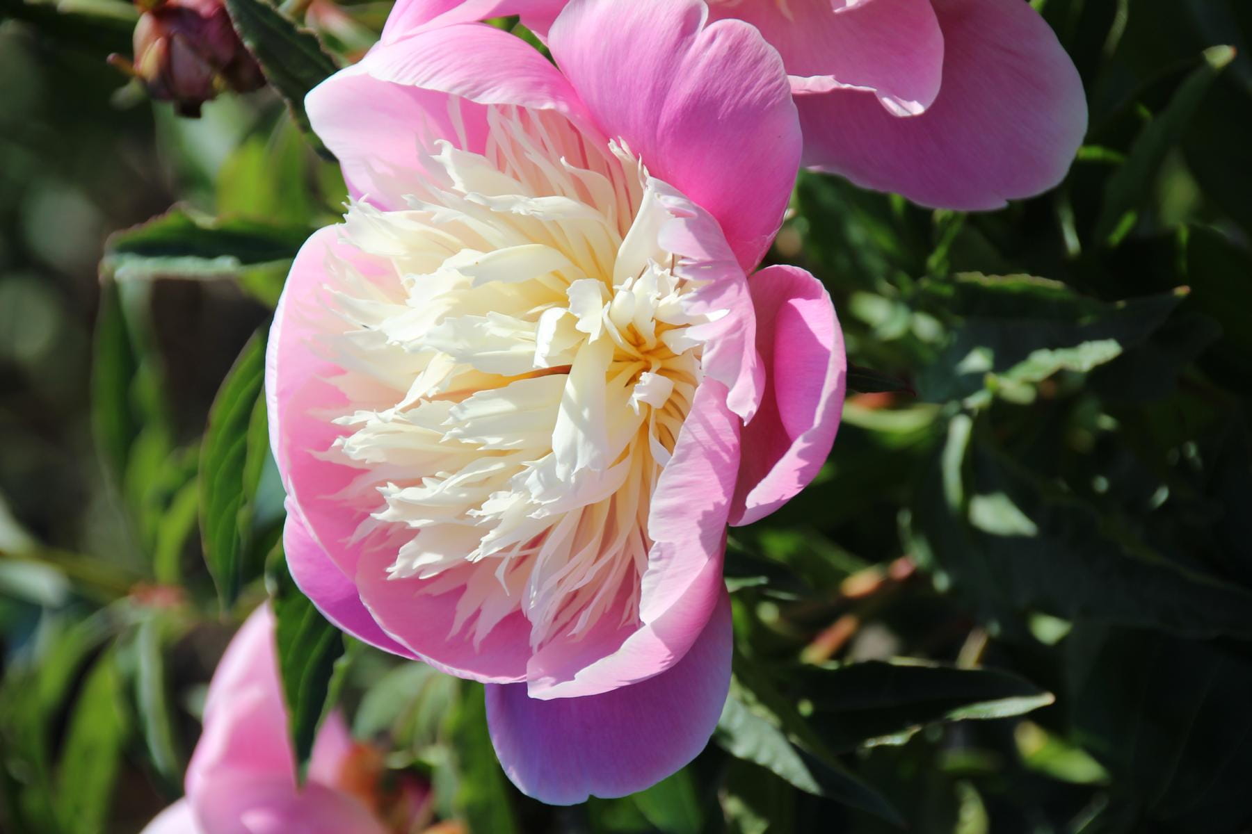 Pfingstrose 'Bowl of Beauty' • Paeonia lactiflora 'Bowl of Beauty' Ansicht 1