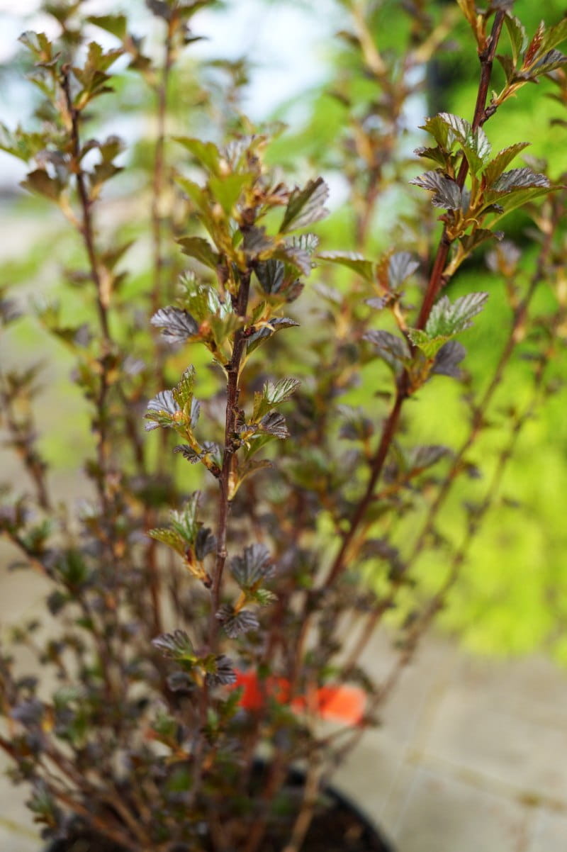 Blasenspiere 'Tiny Wine' • Physocarpus opulifolius 'Tiny Wine'