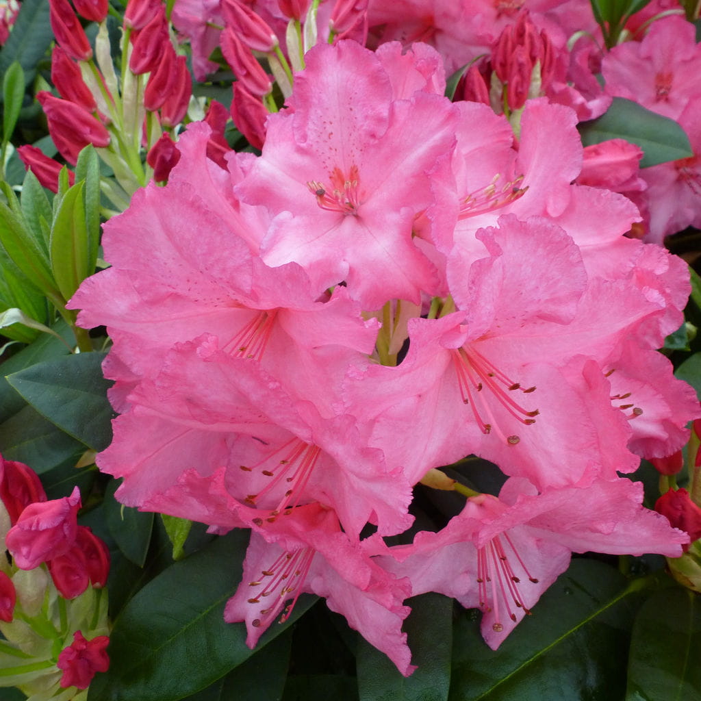 Rhododendron 'Walküre' • Rhododendron hybride 'Walküre' Ansicht 1